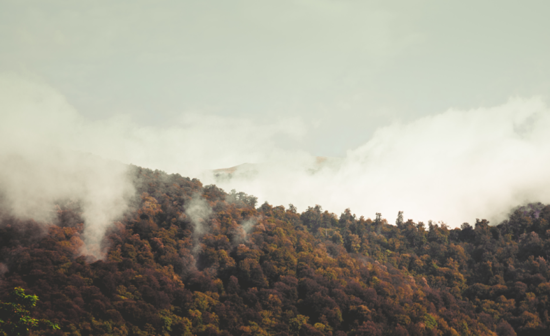 Feux de forêts : impact sanitaire et recommandations